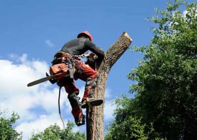 Entretien jardin joyeux-hommes après